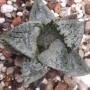 Хавортия вектор (Haworthia vector, ハオルチア　ベクター)